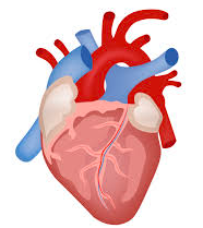 Heart Disease